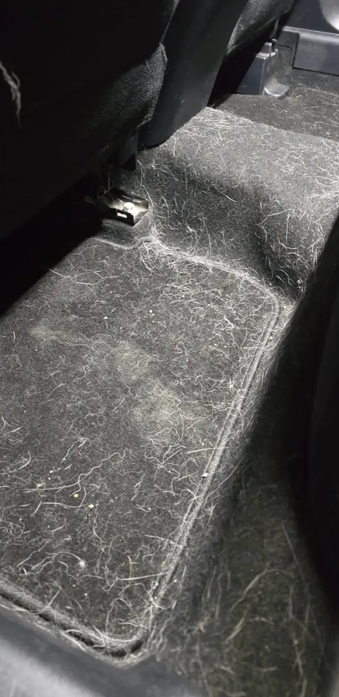 Carpet before detailing